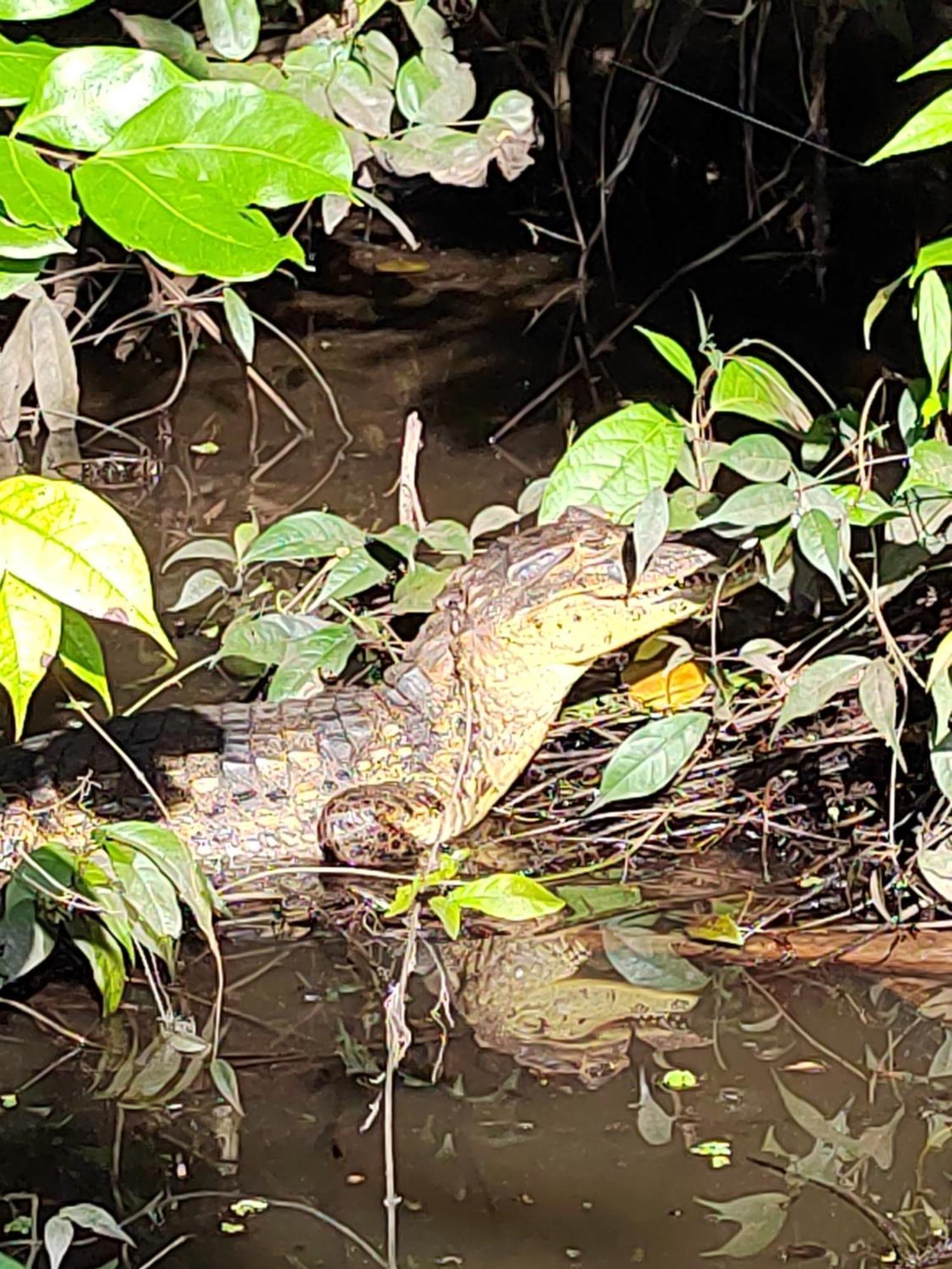 Cabinas Agamy Tortuguero Luaran gambar