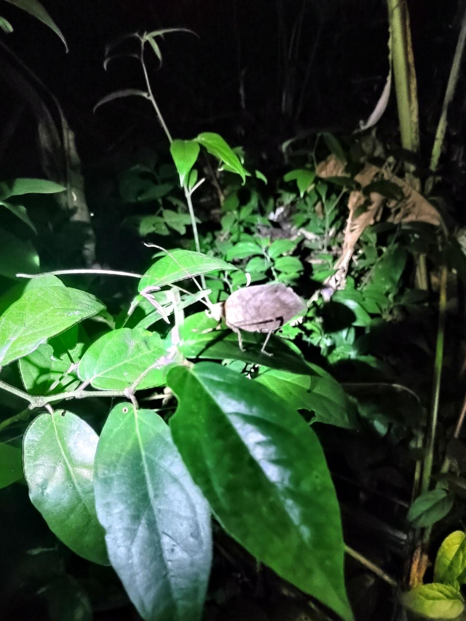 Cabinas Agamy Tortuguero Luaran gambar