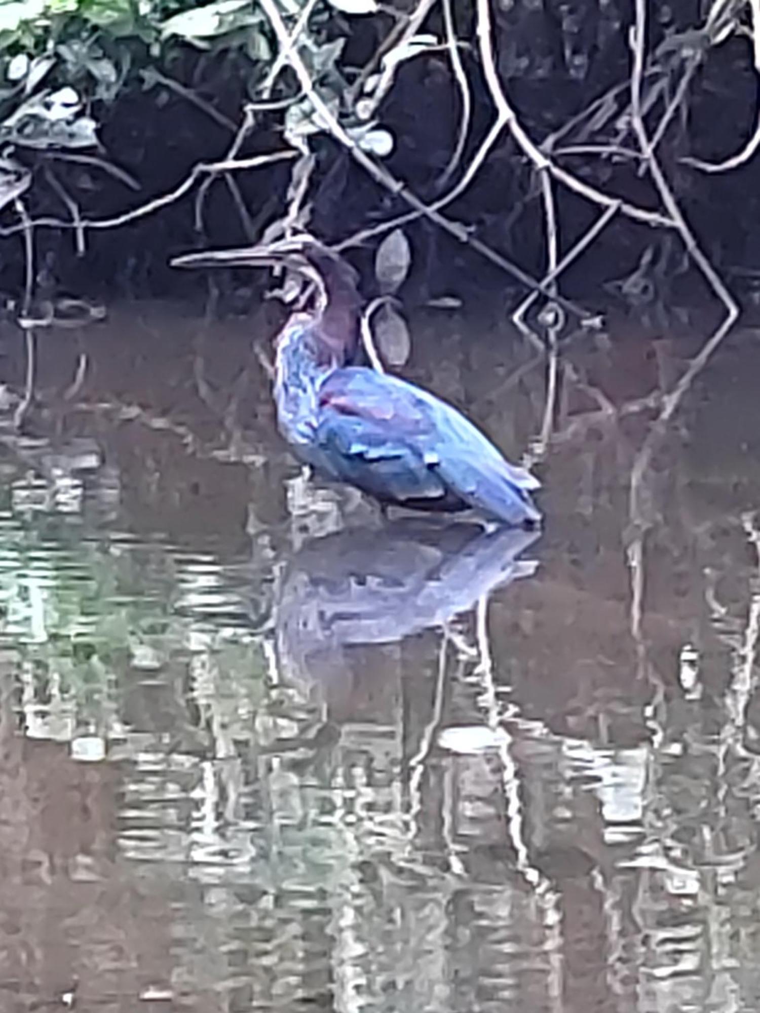 Cabinas Agamy Tortuguero Luaran gambar