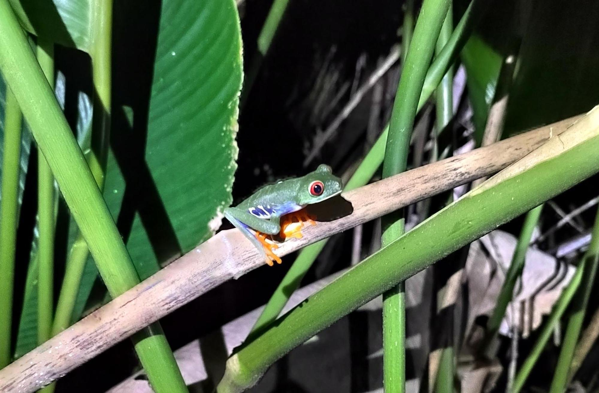 Cabinas Agamy Tortuguero Luaran gambar