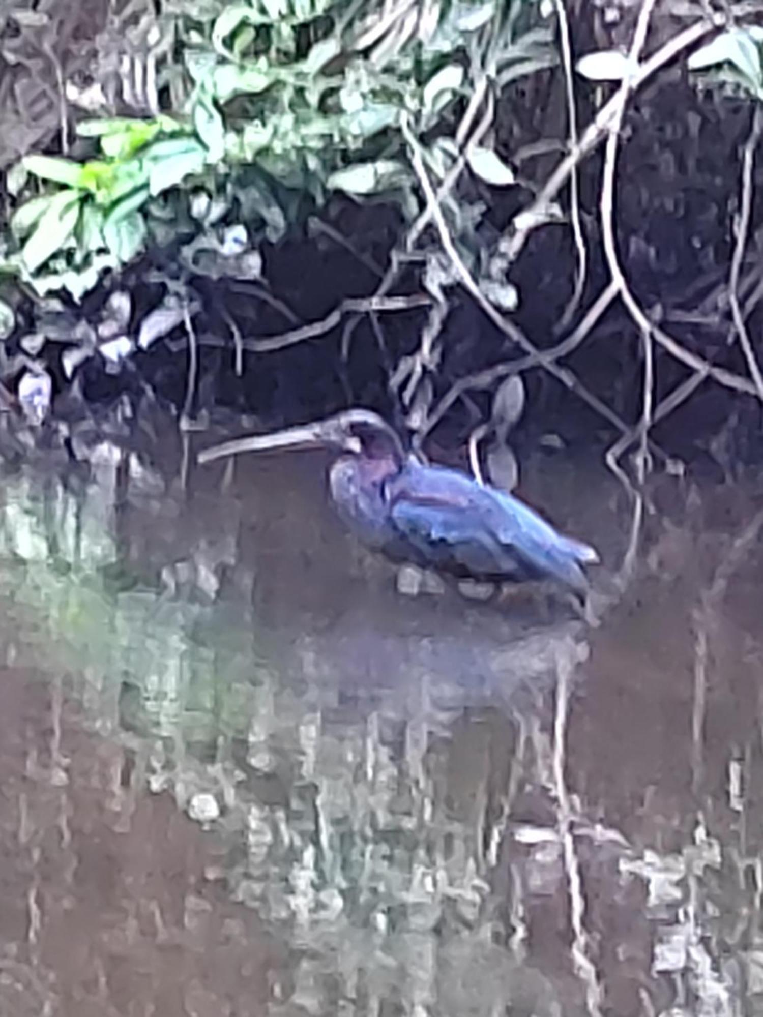 Cabinas Agamy Tortuguero Luaran gambar