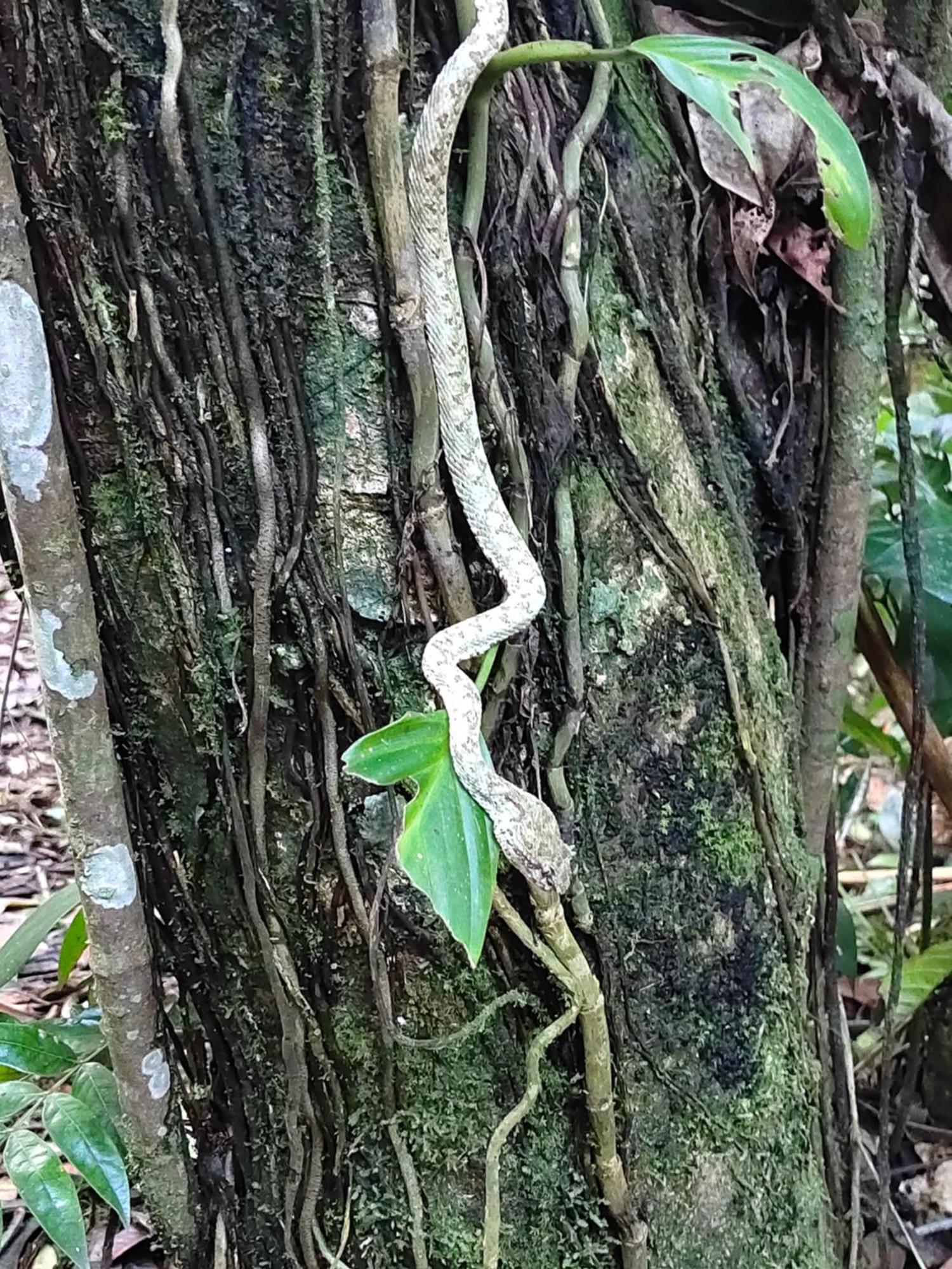 Cabinas Agamy Tortuguero Luaran gambar