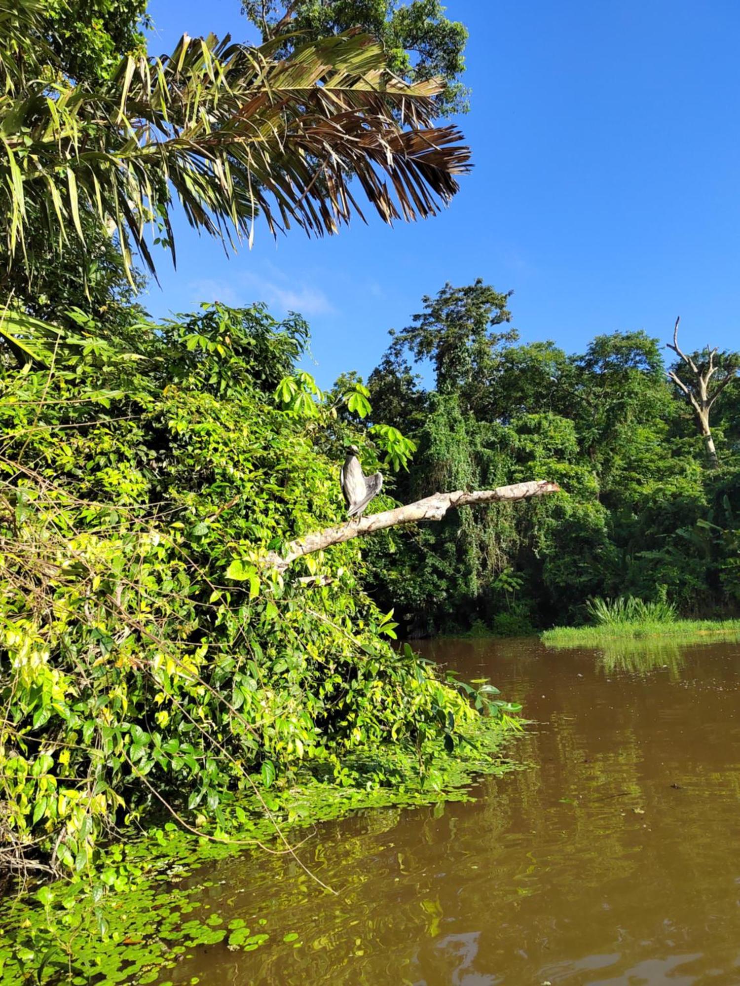 Cabinas Agamy Tortuguero Luaran gambar