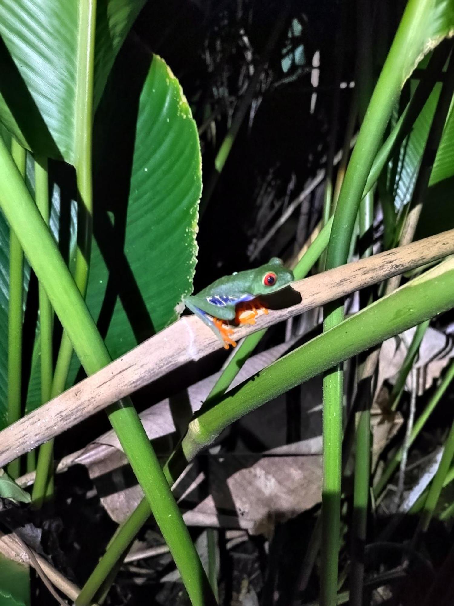 Cabinas Agamy Tortuguero Luaran gambar