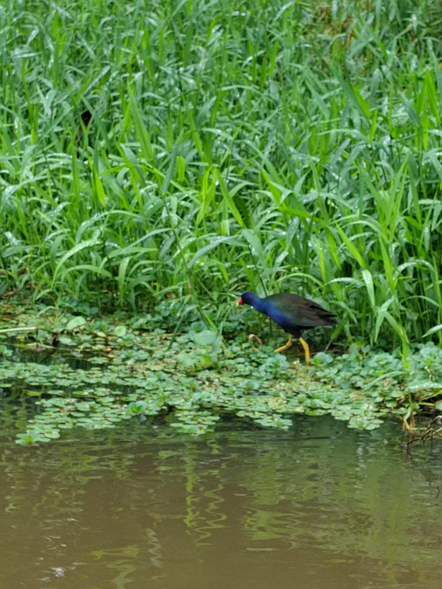 Cabinas Agamy Tortuguero Luaran gambar