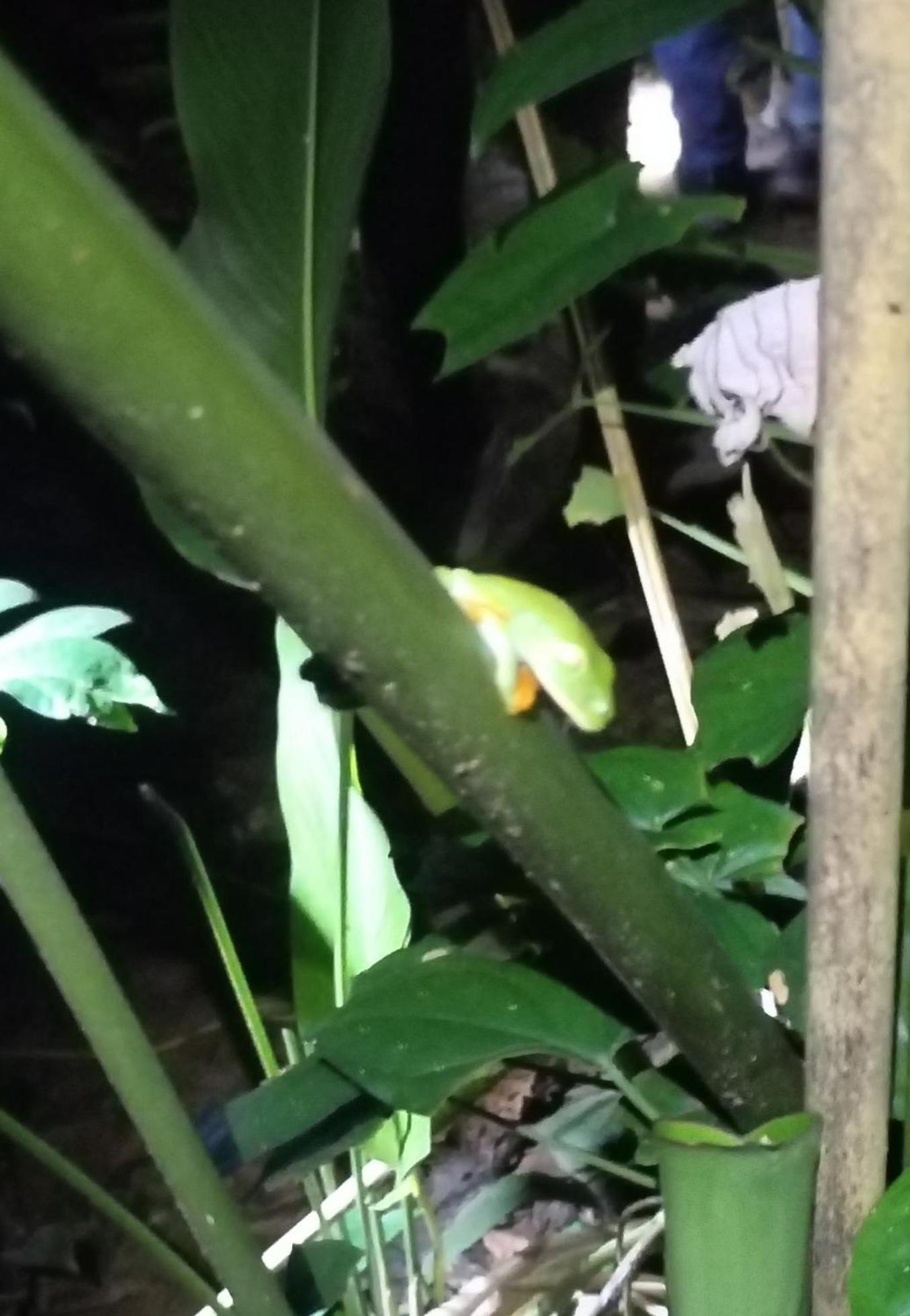 Cabinas Agamy Tortuguero Luaran gambar