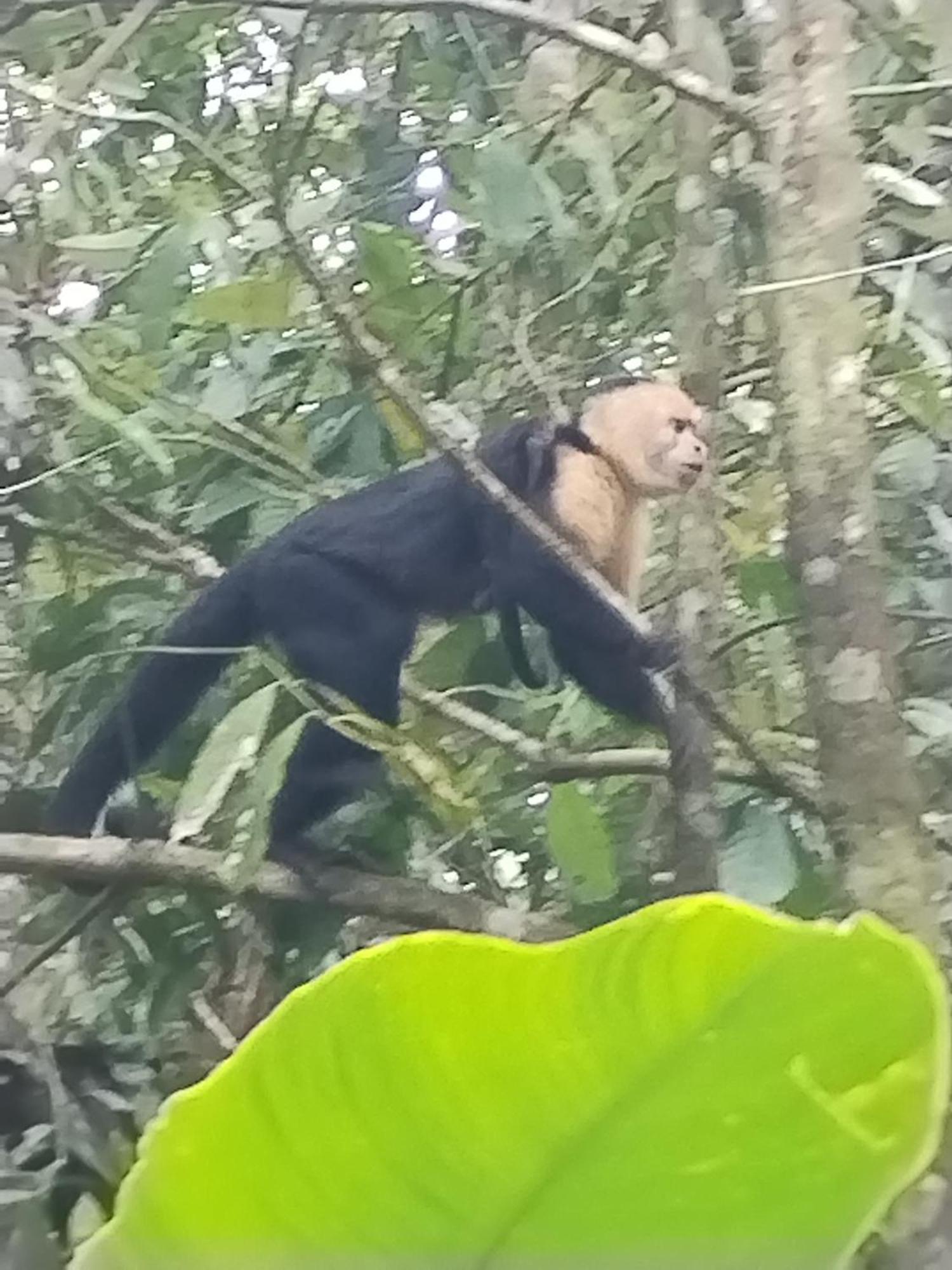 Cabinas Agamy Tortuguero Luaran gambar