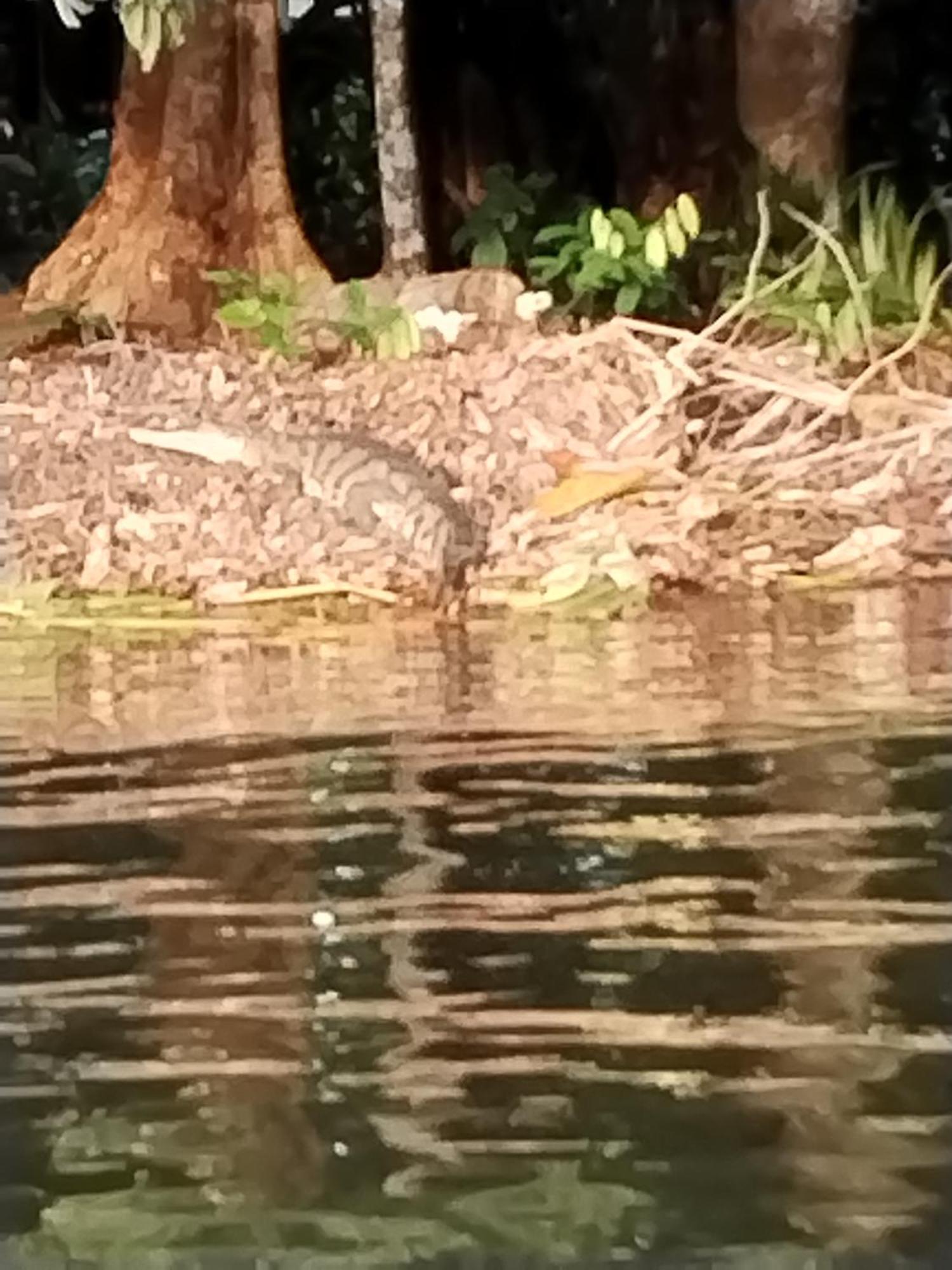 Cabinas Agamy Tortuguero Luaran gambar