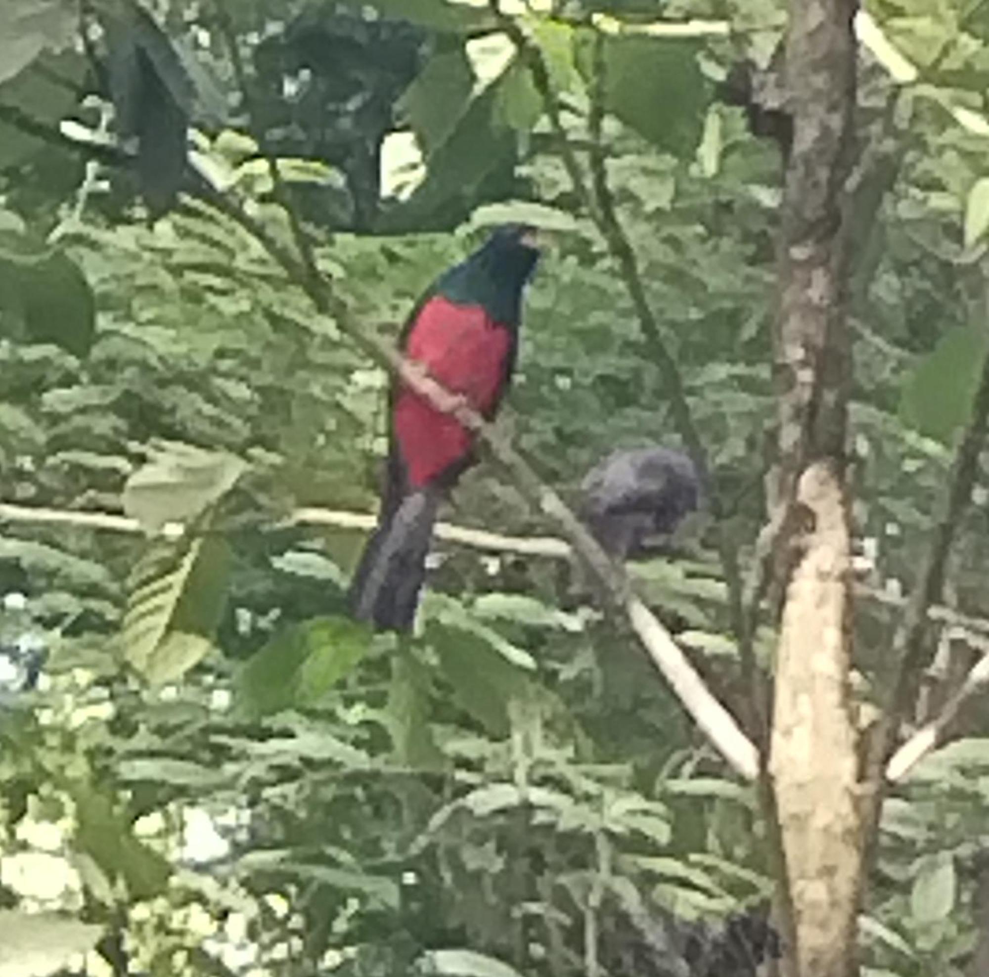Cabinas Agamy Tortuguero Luaran gambar